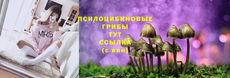 Галлюциногенные грибы GOLDEN TEACHER  магазин    mega как войти  Змеиногорск 